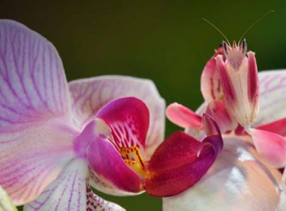 Orchidea manó, imádkozó sáska