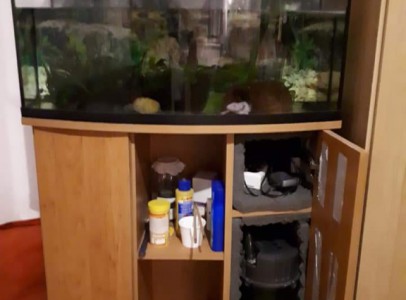 Eladó 110 l akvárium Mexikói Axolotl-okkal