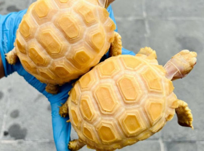 Albino sulcata tortoises for sale