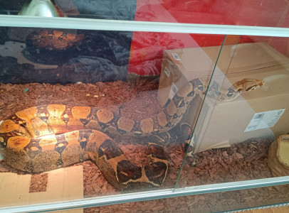 Boa (hím)