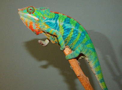 Furcifer pardalis hímek