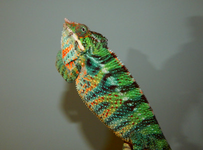 Furcifer pardalis hímek