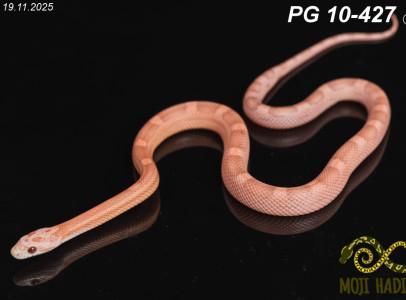 Pantherophis guttatus
