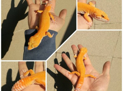 Leopard Geckos - Electric tangerine, Sunglow...