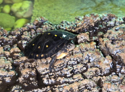 pettyes víziteknős