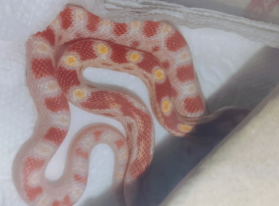 Gabonasiklo babyk elerhetoek Hamza Snakes