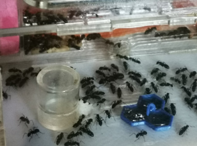 Camponotus vagus, C. vagus