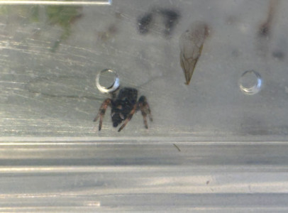 Phiddipus Regius Bahamas ugrópók 4-5 vedléses