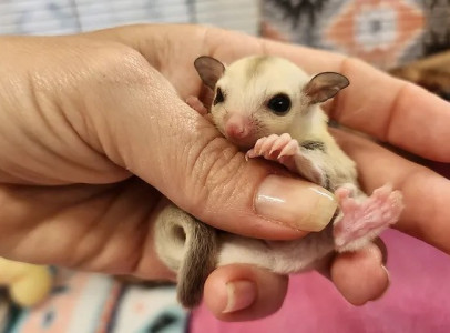 Baby Sugar Gliders