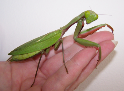 Hierodula Majuscula nőstényt keresek (L3–L5)