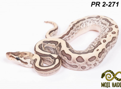 Python regius baby 2024