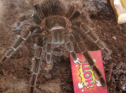 Lasiodora Parahybana