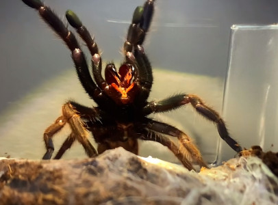 Chilobrachys Fimbriatus