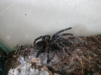 Lasiodora Parahybana