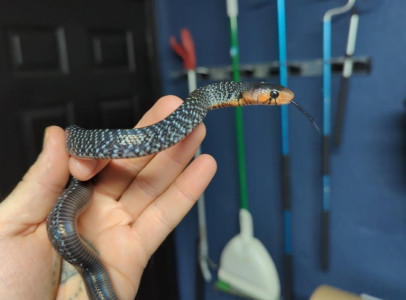 Drymarchon Couperi / Eastern Indigo snakes