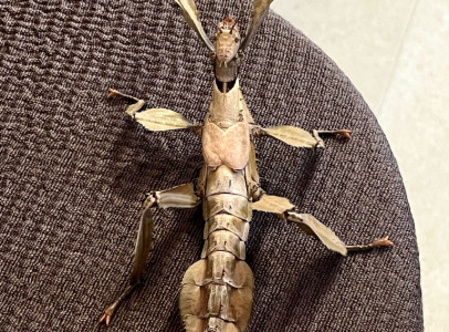 Extatosoma tiaratum Manu peték eladók