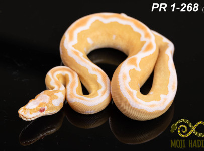 A királyi piton színmutációi