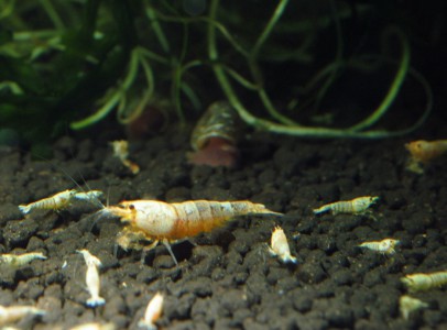 Shrimpland