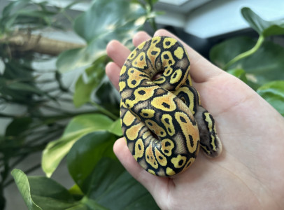 Ball pythons