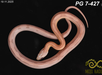 Pantherophis guttatus
