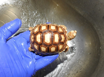 Sulcata Tortoise For Sale