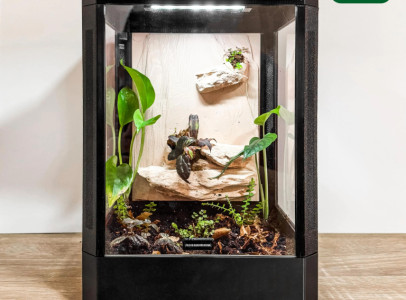 Jumping Spider, Pet, Terrarium Enclosure