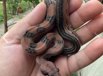 Supernova Boa (Mandarin Belly Leopard)