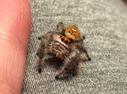 Phidippus Regius 