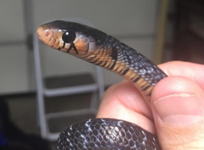 Drymarchon Couperi / Eastern Indigo snakes