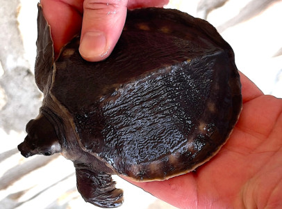 Carettochelys insculpta and Albino sulcata