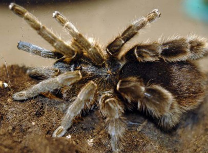 tarantula spiders