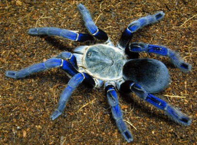 Keresek cobalt blue tarantulat