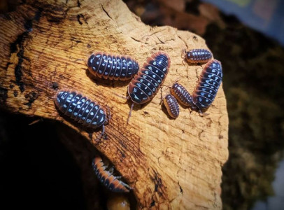 Eladó armadillidium gestroi és klugii