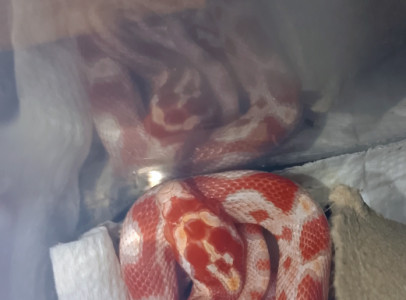 Gabonasiklo babyk elerhetoek Hamza Snakes