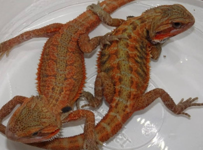 Red Bearded Dragons