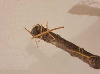 Bengáli nőstény botsáskák eladóak