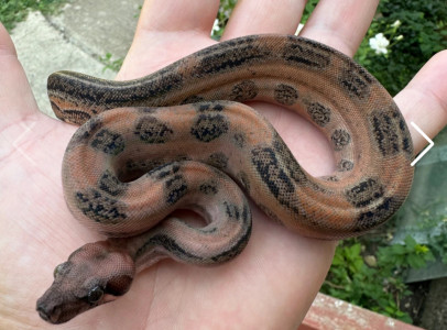 Supernova Boa (Mandarin Belly Leopard)