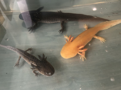 Mexikói Axolotl