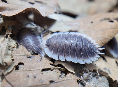 ISOPODS, MILIPEDES & SPRINGTAILS ????