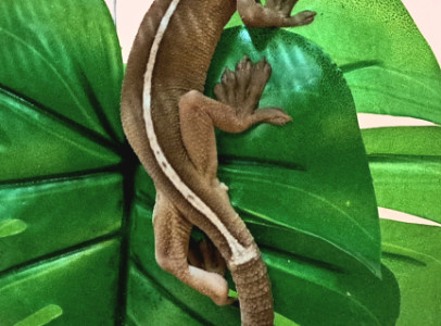 Sávos gekkó (Gekko Vittatus)