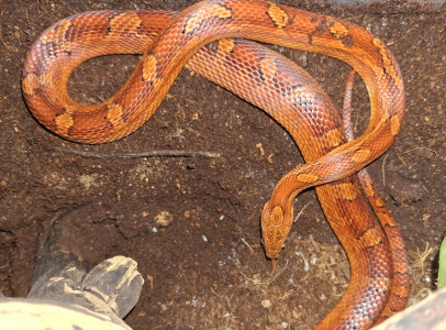 Afrikai házisikló (Lamprophis fuliginosus)