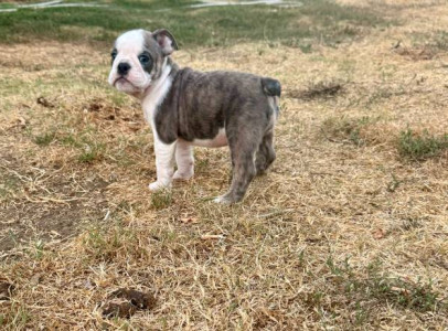 buy litter of English Bulldog puppies