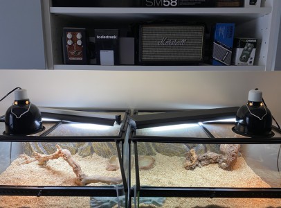Bearded dragons for sale with equipments.