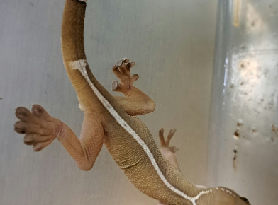 Sávos gekkó (Gekko Vittatus)