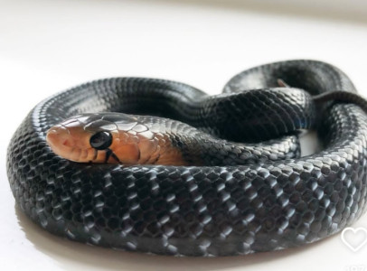 Hamm.Drymarchon couperi for sale