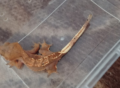 Correlophus ciliatus ( vitorlás gekkó)