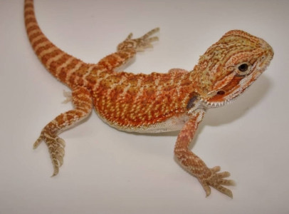 Red Bearded Dragons