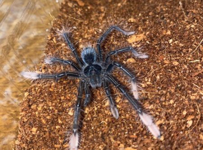 Theraphosa for sale