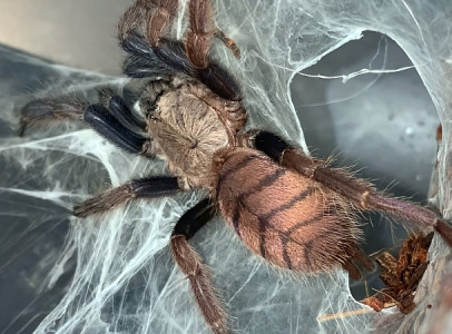 Chilobrachys Fimbriatus