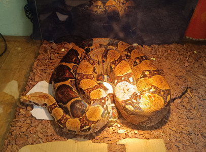Boa (hím)